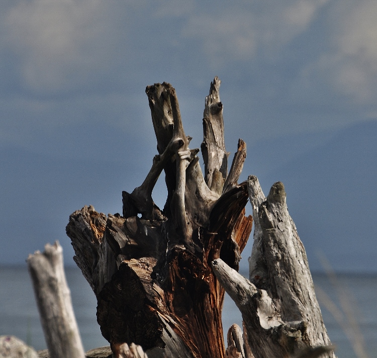 driftwood